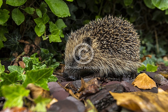 Western Hedgehog