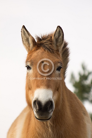Przewalski's Horse (Equus ferus przewalskii)