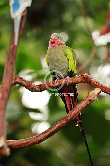 Princess parrot Princess parrot