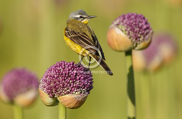 Yellow Wagtail bird