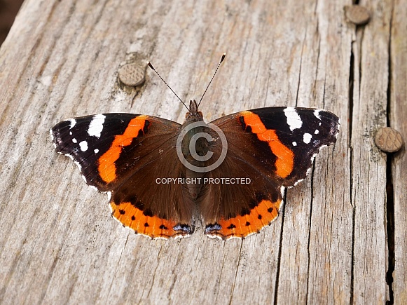 Red admiral butterfly