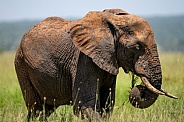 Mud covered African Elephant