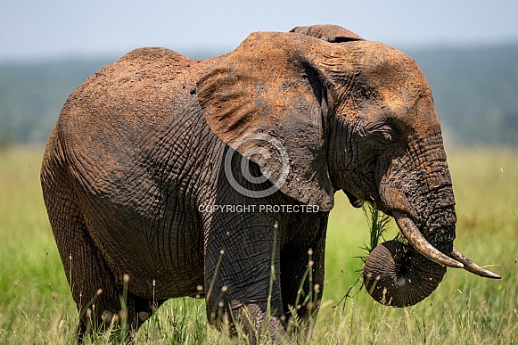 Mud covered African Elephant