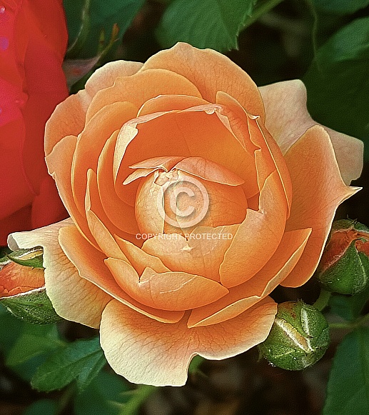 Lady of Shalott, Rose