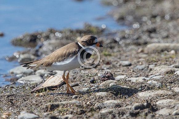 Semipalmated Plover Standing on Shore