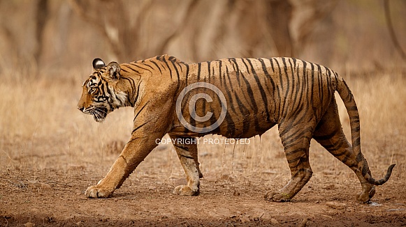 Beautiful tiger in the nature habitat. Tiger pose in amazing light. Wildlife scene with wild animal. Indian wildlife. Indian tiger. Panthera tigris tigris.