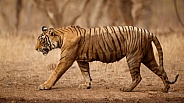 Beautiful tiger in the nature habitat. Tiger pose in amazing light. Wildlife scene with wild animal. Indian wildlife. Indian tiger. Panthera tigris tigris.