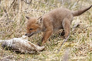 Red fox cubs