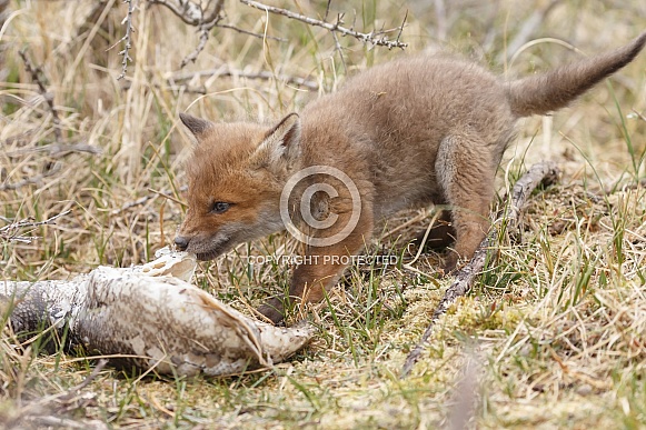 Red fox cubs Red fox cubs