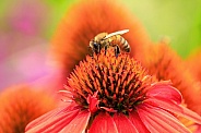 Insect---Honey Bee