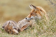 Red fox cubs in there natural habitat