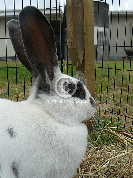White and Black Pet Rabbit