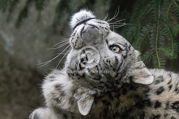 Snow leopard