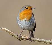 A posing Robin