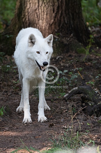 tundra Wolf