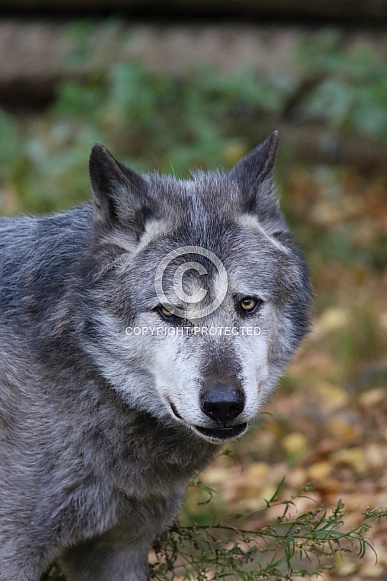 Europian wolf