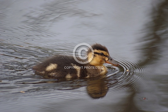 Mallard Duckling