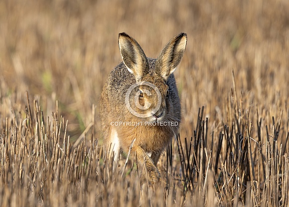 Brown Hare