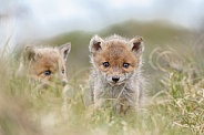 Red fox Cub