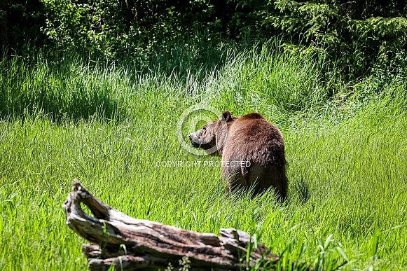 Grizzly bear in spring grass Grizzly bear in spring grass