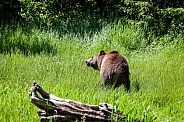 Grizzly bear in spring grass
