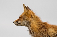 Red fox staring in the distance