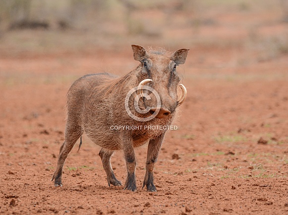 Warthog portrait