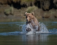 Brown bear charging through the water fishing