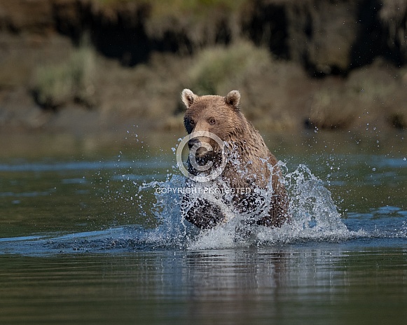 Brown bear charging through the water fishing