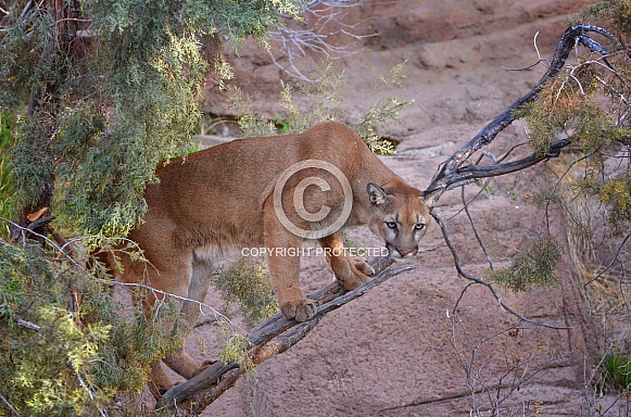 Mountain Lion out on a Limb Mountain Lion out on a Limb