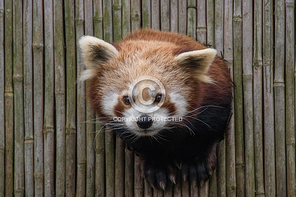 Red Panda Red Panda