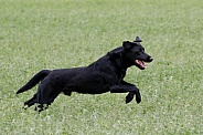 Labrador retriever running through a field
