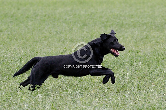 Labrador retriever running through a field Labrador retriever running through a field