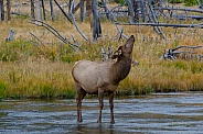Elk Cow Crossing the Madison River
