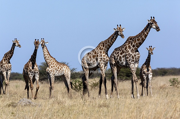 Giraffe - Botswana - Africa Giraffe - Botswana - Africa