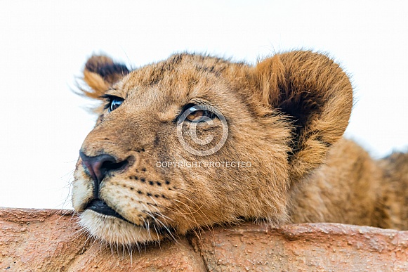 Lion Cub