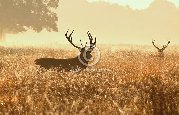 Red Deer Stag