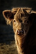 Scottish Highland Cattle-Highland calf