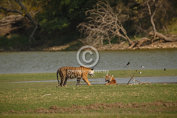 Beautiful tiger in the nature habitat. Tiger pose in amazing light. Wildlife scene with wild animal. Indian wildlife. Indian tiger. Panthera tigris tigris.