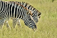 Burchell’s Zebra