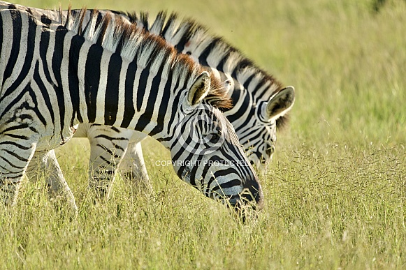 Burchell’s Zebra