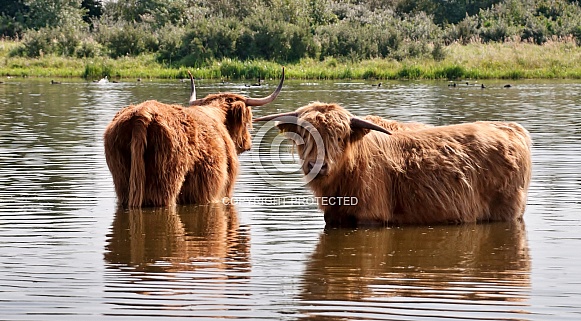 Highland cattle Highland cattle
