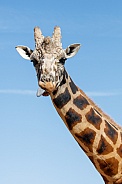 Giraffe with a blue sky background, sticking out his tongue