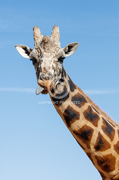 Giraffe with a blue sky background, sticking out his tongue
