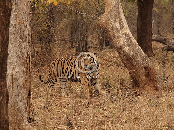 Bengal Tiger