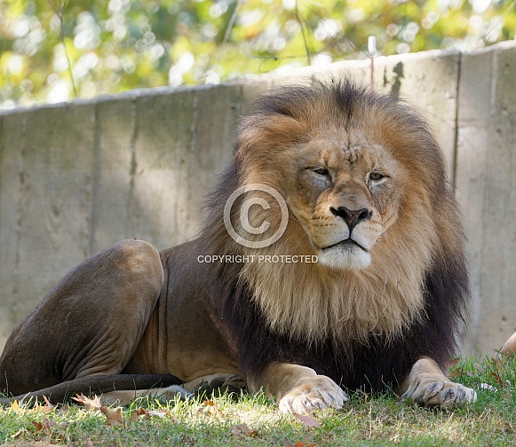 Male Lion