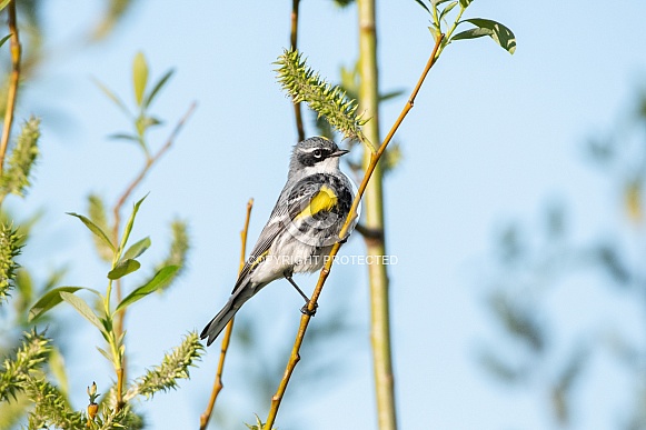 Yellow-rumped Warbler, Mrytle Race