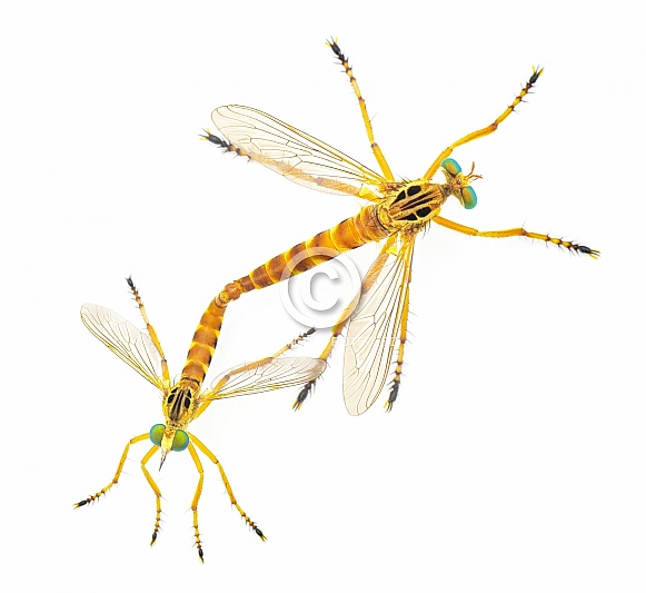 Mating pair male and female robber fly robberflies or robber flies - Diogmites esuriens