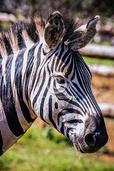 Zebra Zebra