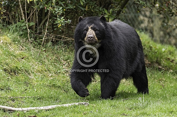 Andean Bear Full Body Shot Walking Through Grass Andean Bear Full Body Shot Walking Through Grass
